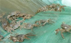 河蟹能活多久、吃什么，螃蟹脫離水可以活幾天