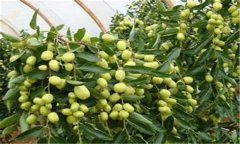 冬棗高效栽培技術(shù) 冬棗設施栽培方法