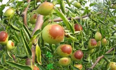冬棗樹(shù)種植方法，冬棗種植栽培的技術(shù)要點(diǎn)