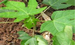 木瓜苗幾年結果 木瓜苗種植與管理技術(shù)要點(diǎn)