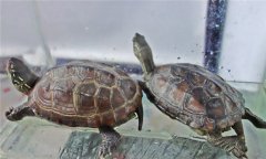 寵物小烏龜怎么養 飼養烏龜的正確方法