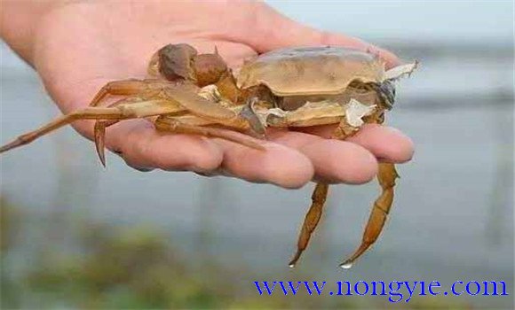 河蟹一生脫殼次數是多少 河蟹脫殼有什么特征