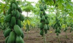 番木瓜種植條件簡(jiǎn)介 番木瓜種植對環(huán)境條件要求
