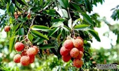 荔枝需要什么種植環(huán)境？荔枝種植技術(shù)有什么？