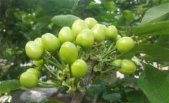 櫻桃膨果期是什么時(shí)候，櫻桃膨果期管理要點(diǎn)