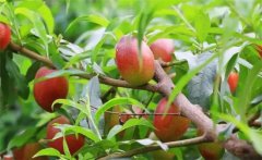 油桃開(kāi)花到成熟多少天 大棚油桃休眠期多長(cháng)時(shí)間