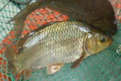 魚(yú)類(lèi)怎樣繁殖下一代，魚(yú)類(lèi)繁殖方式有哪幾種
