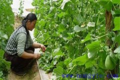 厚皮甜瓜整枝方式、整枝技術(shù)要點(diǎn)與注意事項