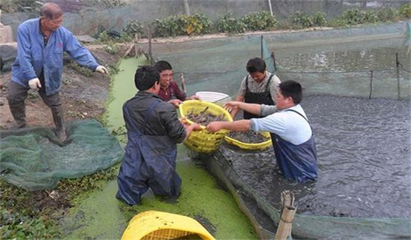 養殖泥鰍加強病害的預防