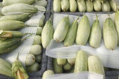 羊角蜜甜瓜什么時(shí)間成熟上市，怎么看熟不熟？