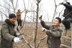 桃樹(shù)如何修剪？桃樹(shù)各生長(cháng)階段的修剪要點(diǎn)