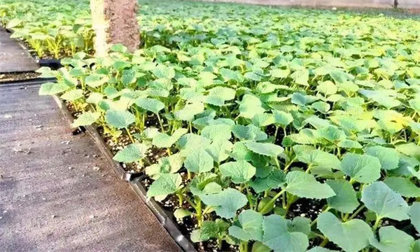 甜瓜苗出現枯芽、黃芽是什么原因