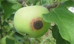 怎樣防治蘋(píng)果炭疽??？