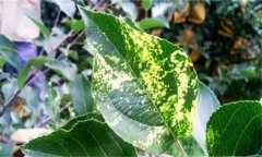 蘋(píng)果花腐病的發(fā)病規律和防治方法