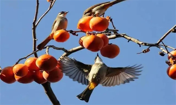 鳥(niǎo)害如何預防