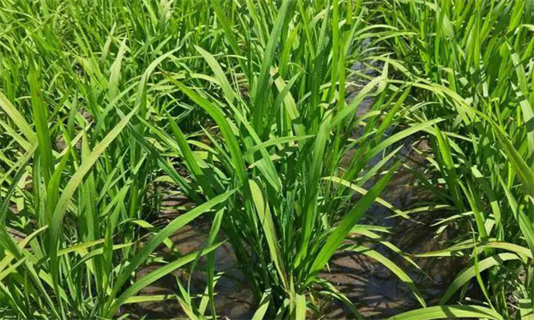 水稻的長(cháng)勢診斷方法